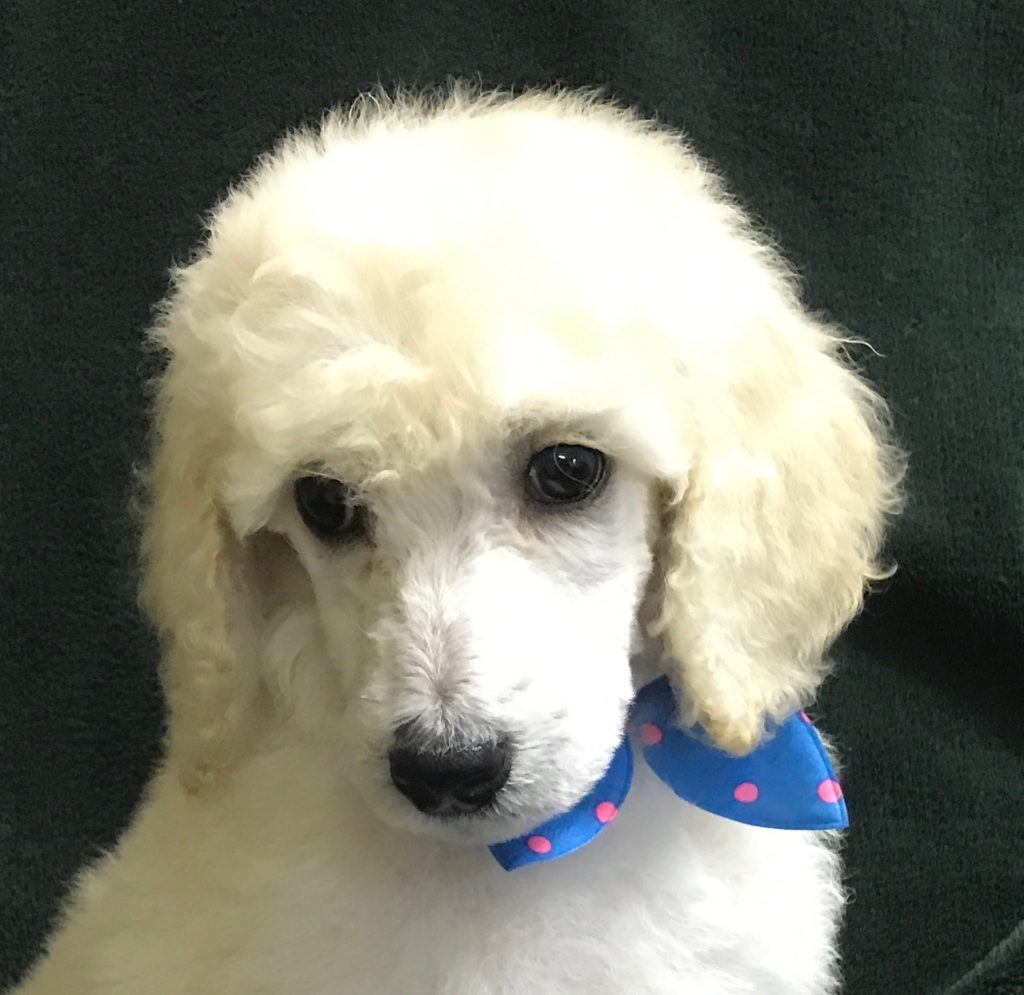 White Standard Poodle Puppy
