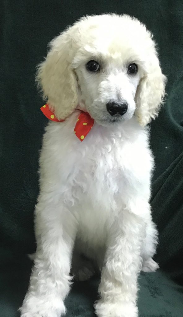 White Standard Poodle Puppy