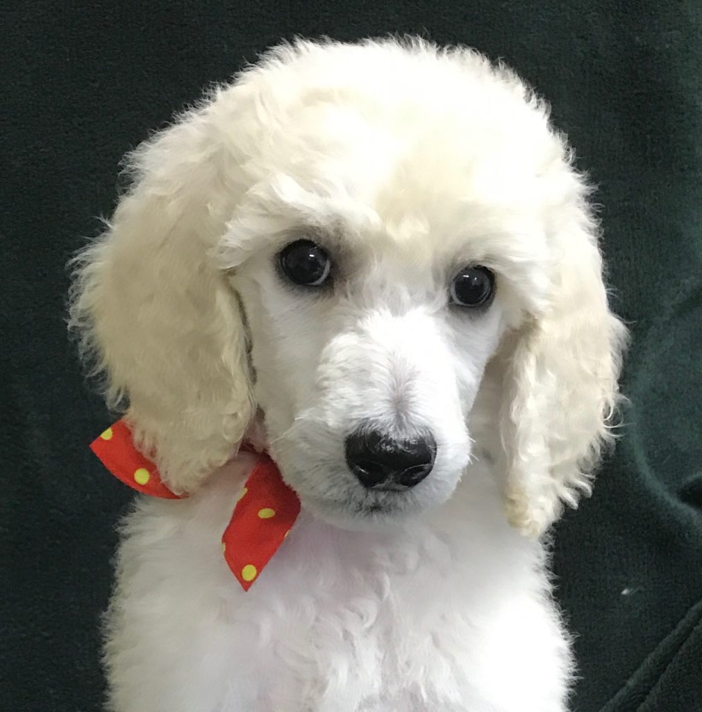 White Standard Poodle Puppy