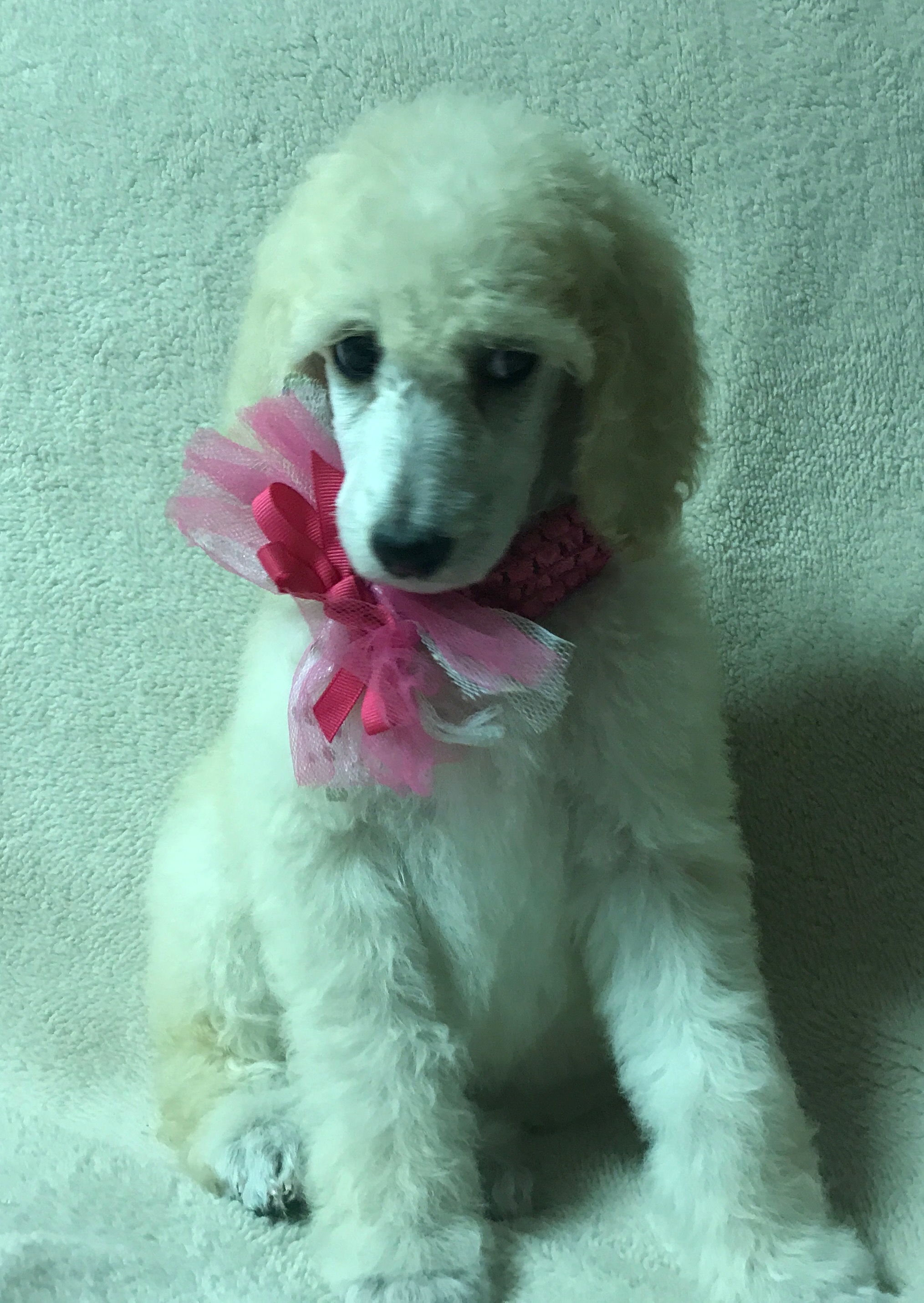 White Standard Poodle Puppy