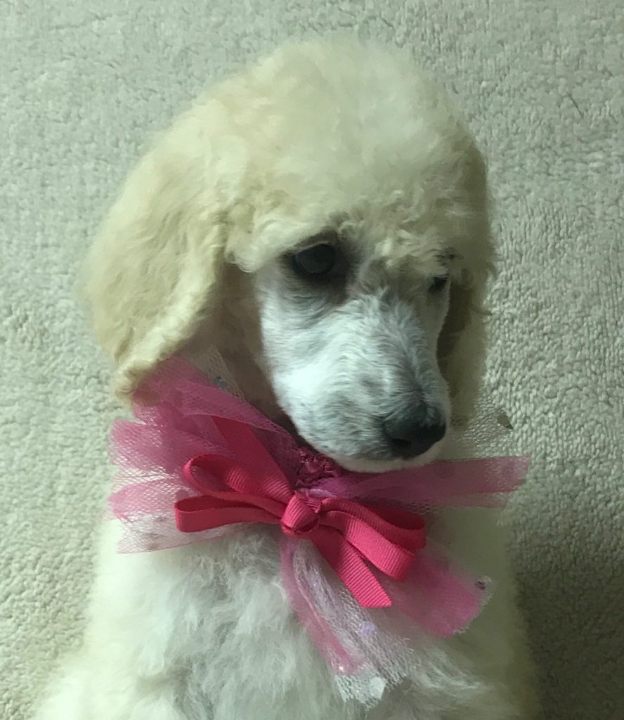 White Standard Poodle Puppy