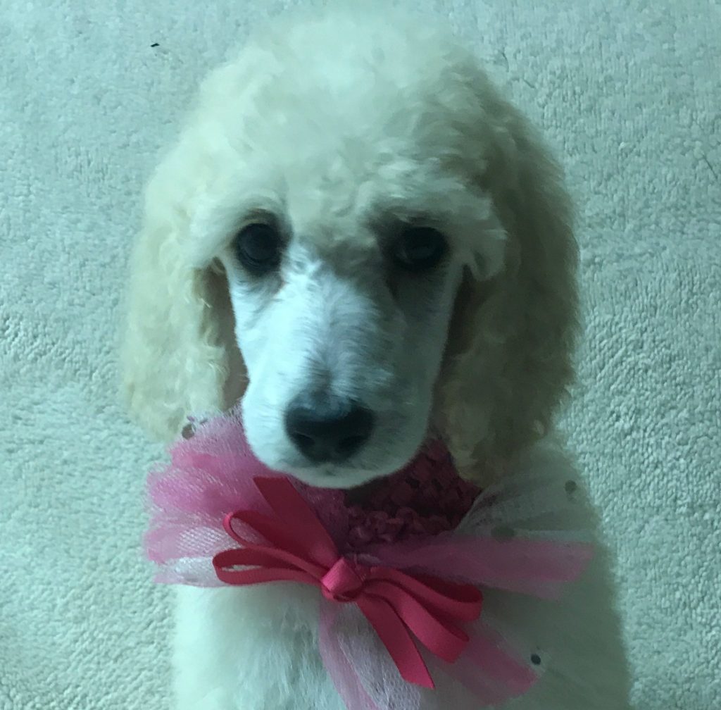 White Standard Poodle Puppy