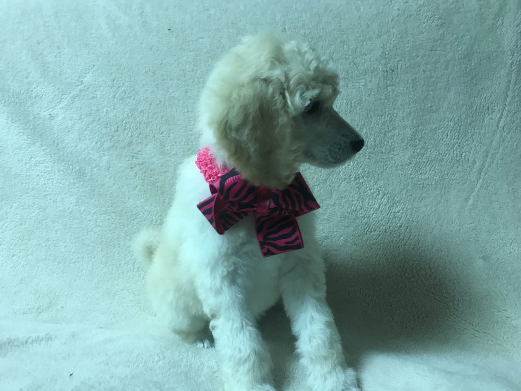 White Standard Poodle Puppy