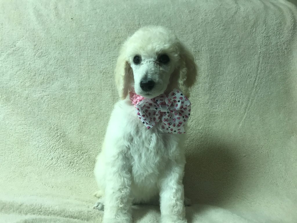 White Standard Poodle Puppy