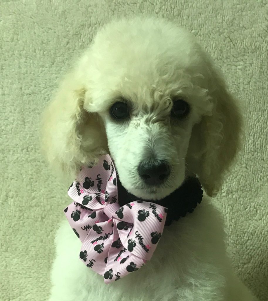 White Standard Poodle Puppy