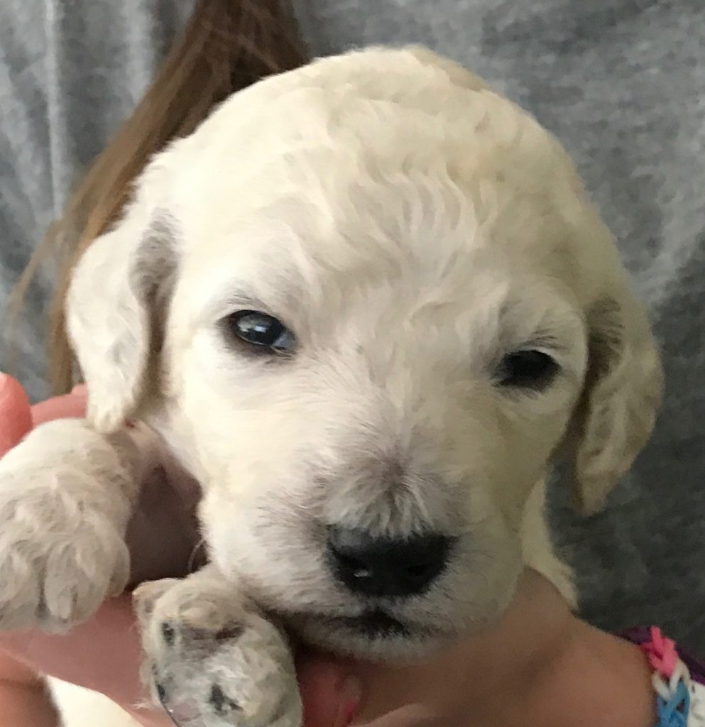 White Standard Poodle Puppy