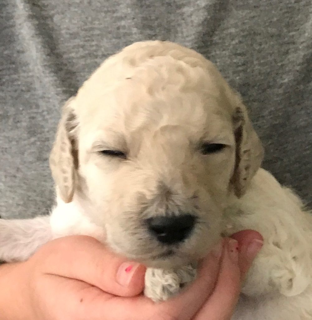 White Standard Poodle Puppy