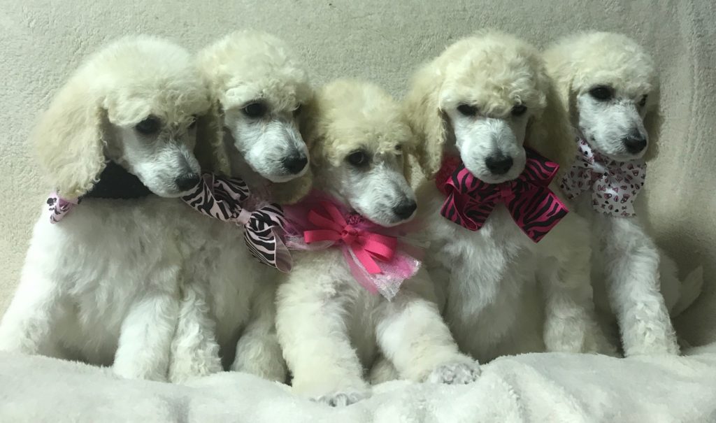 Available Poodle Puppies in Greenville, SC Poodle Mojo
