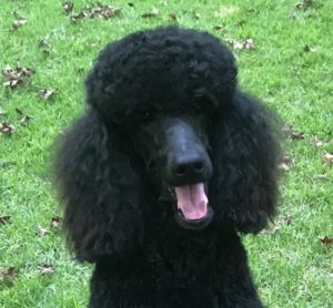 black standard poodle