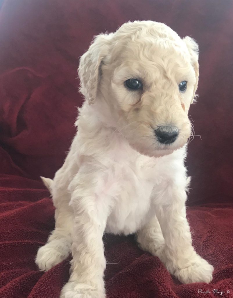 White Standard Poodle Puppy