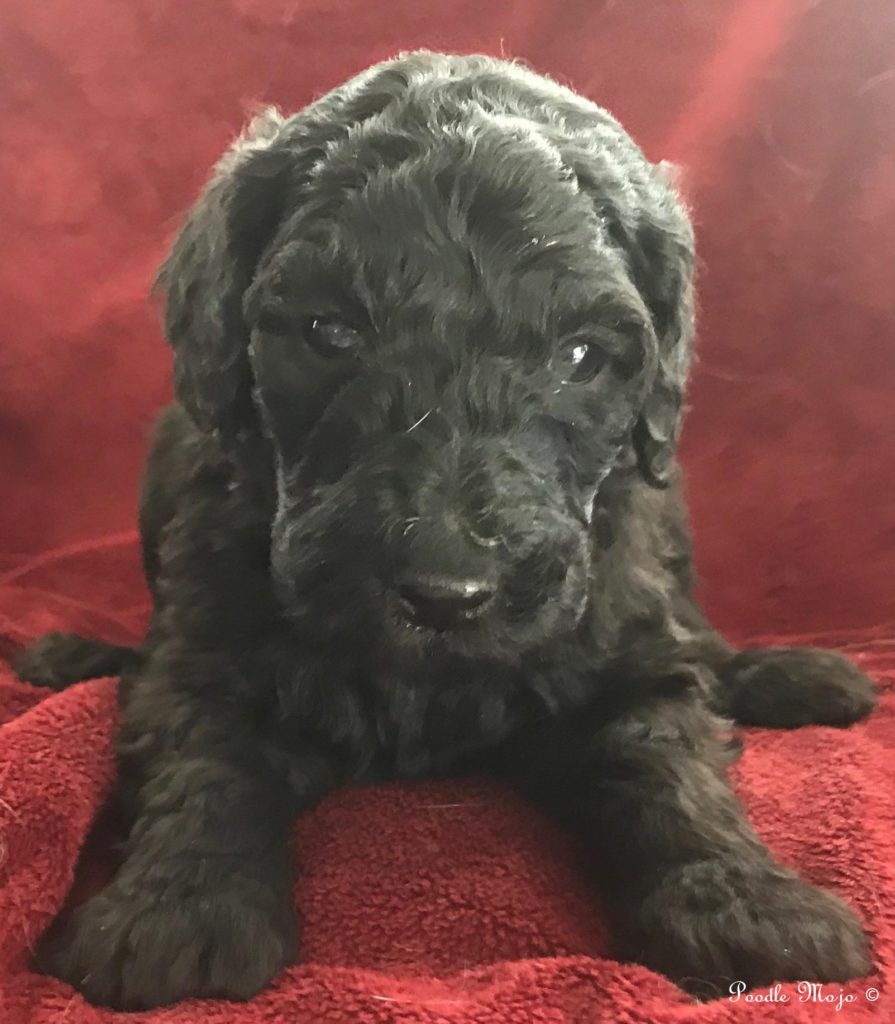 Standard Poodle Puppy