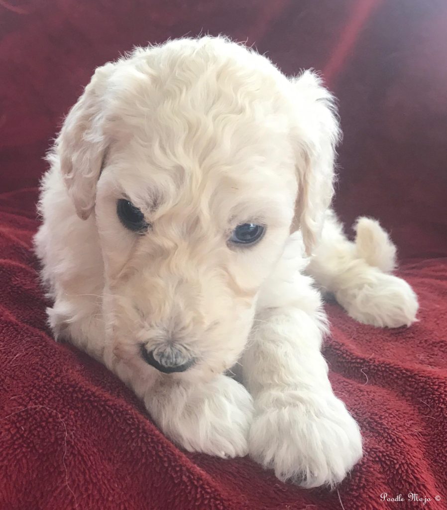 White Standard Poodle Puppy