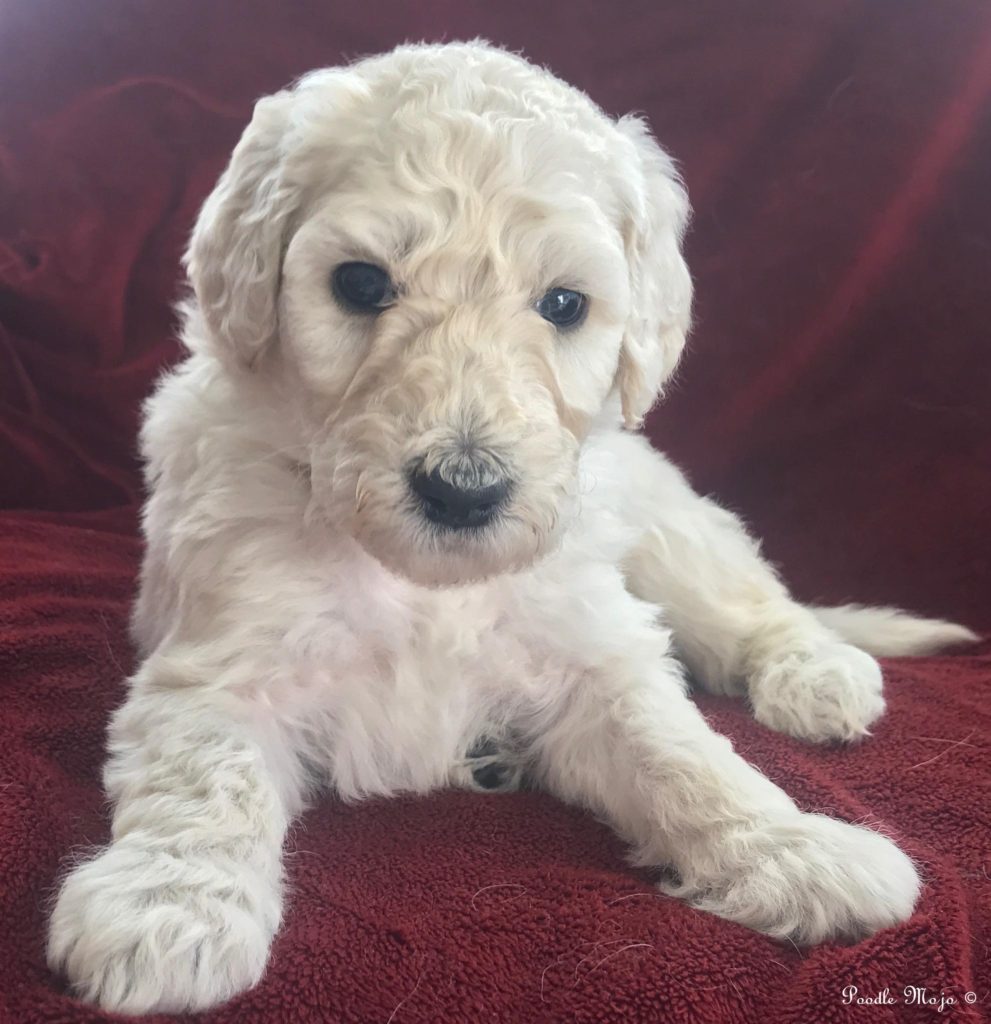 White Standard Poodle Puppy