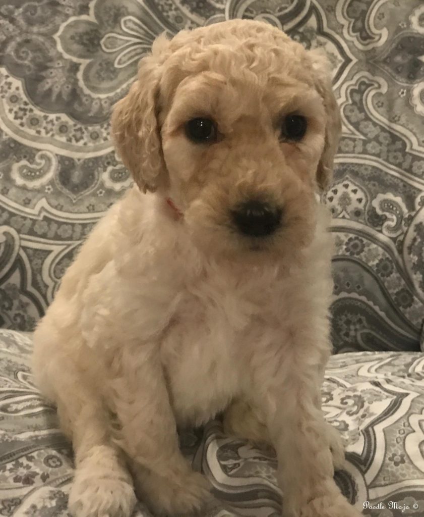 White Standard Poodle Puppy