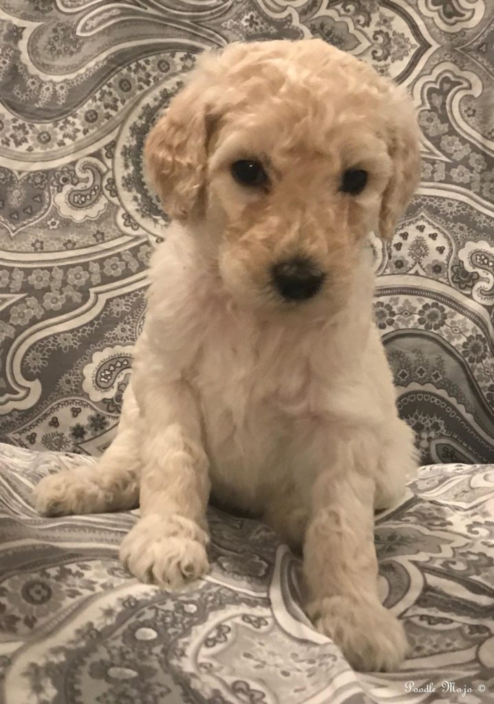 White Standard Poodle Puppy