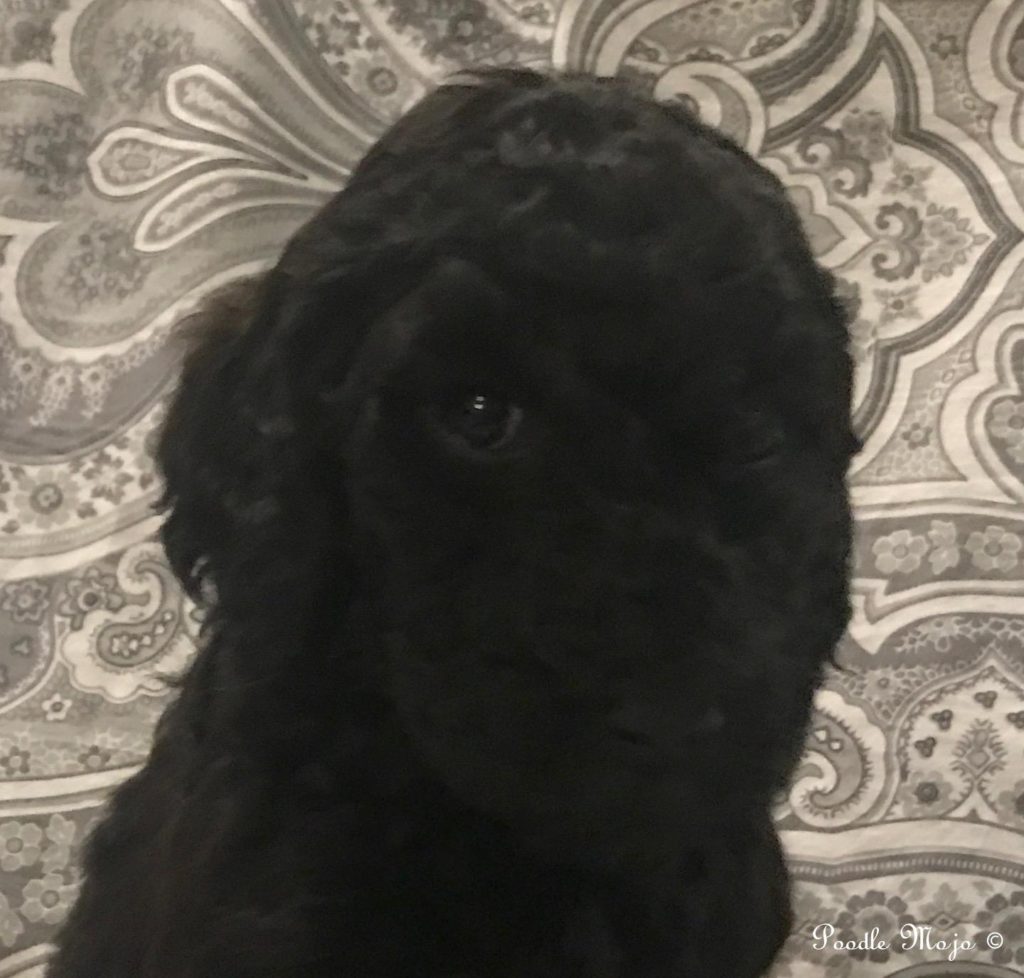 Standard Poodle Puppy