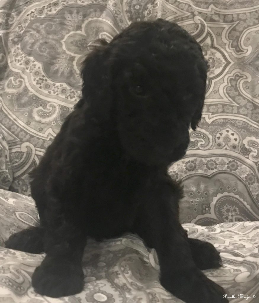 Standard Poodle Puppy