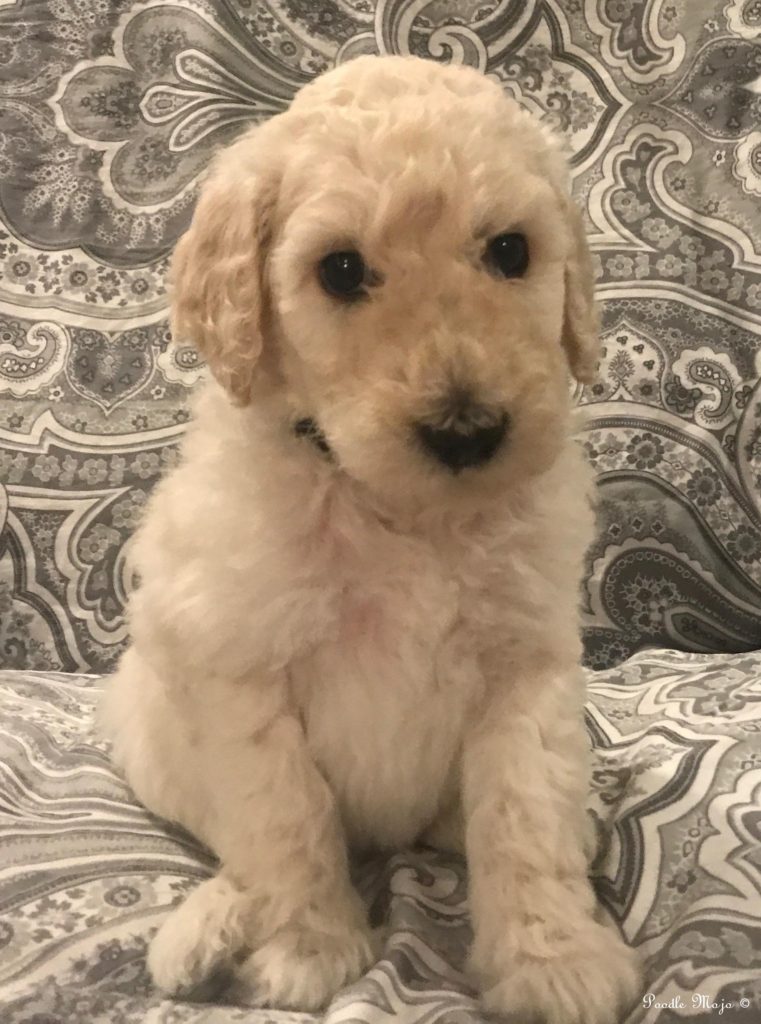 White Standard Poodle Puppy