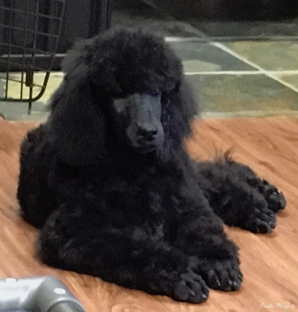 black standard poodle