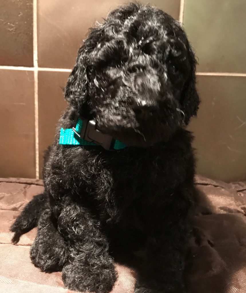 poodle puppies for sale