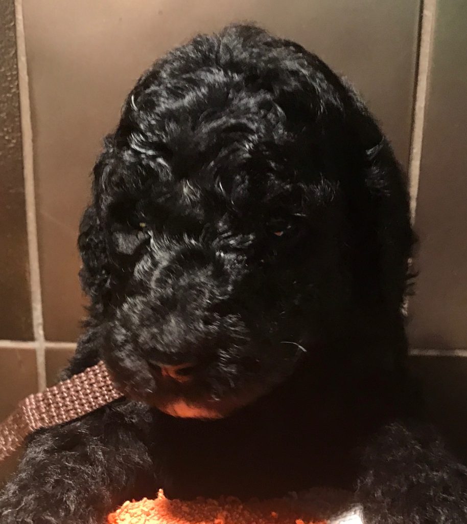 poodle puppies for sale