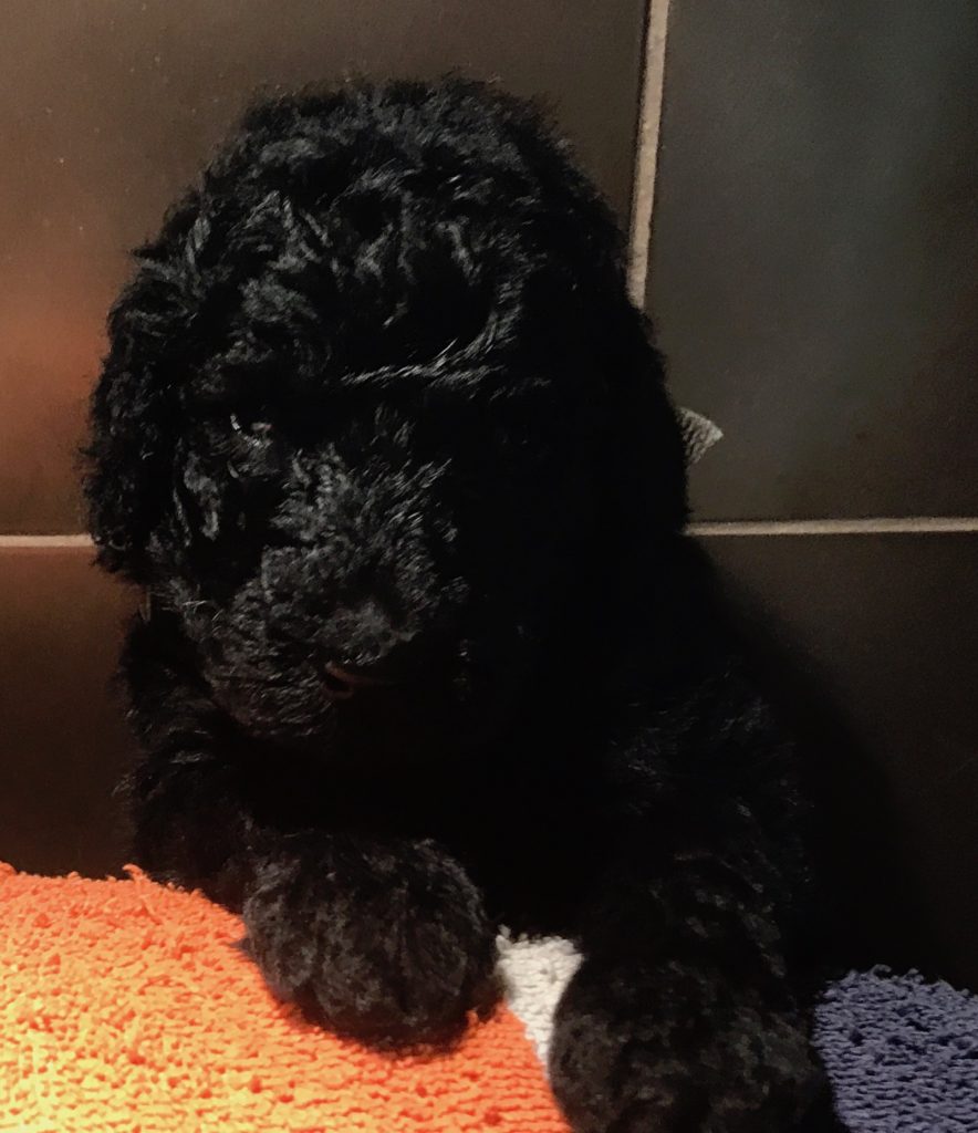 poodle puppies for sale