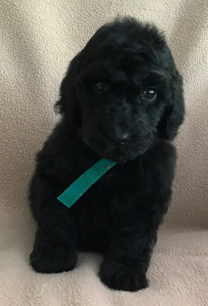 black standard poodle puppy