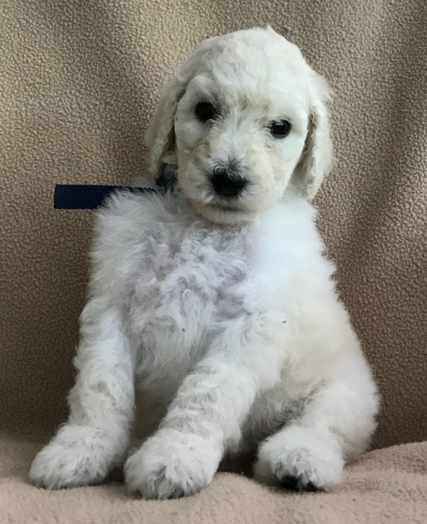 white standard poodle puppy