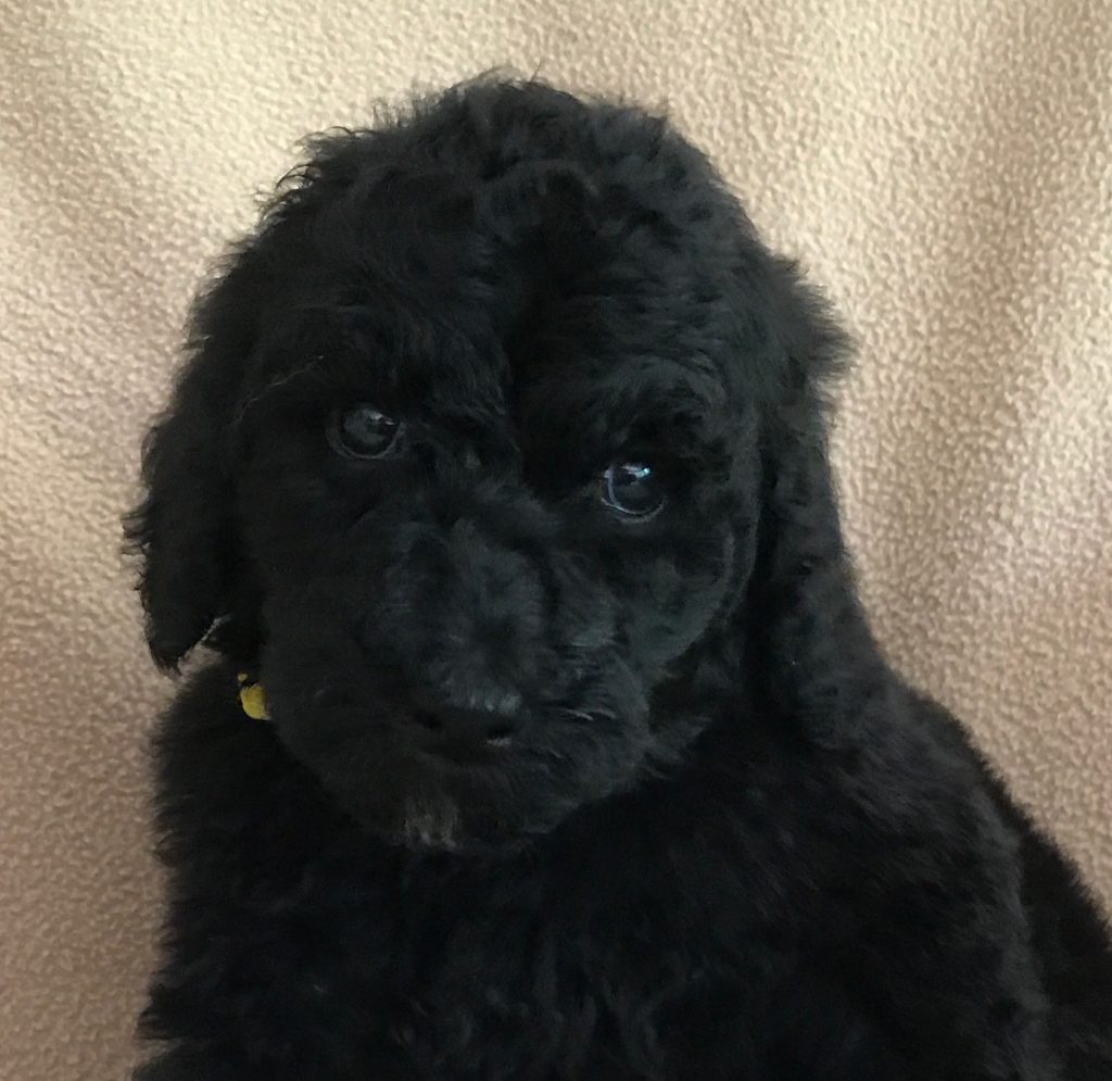 standard poodle puppy