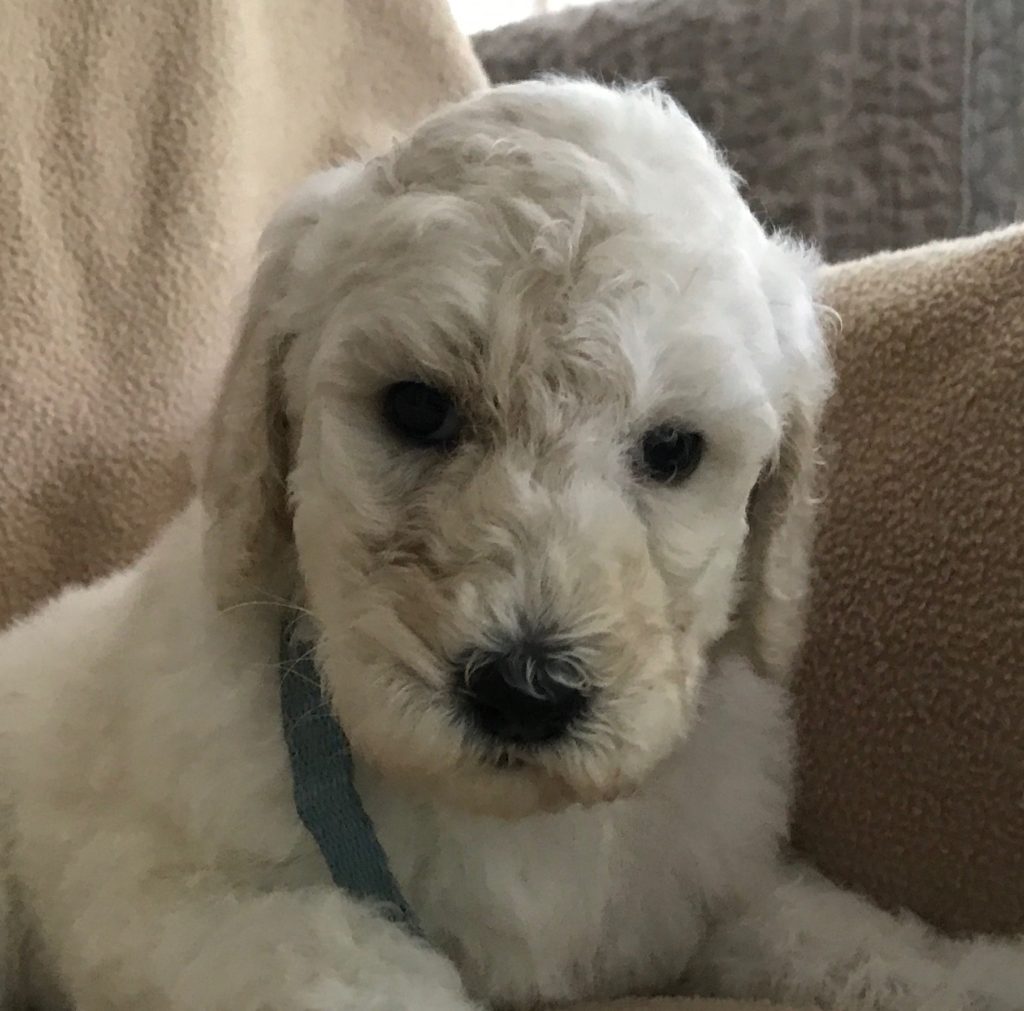 white standard poodle