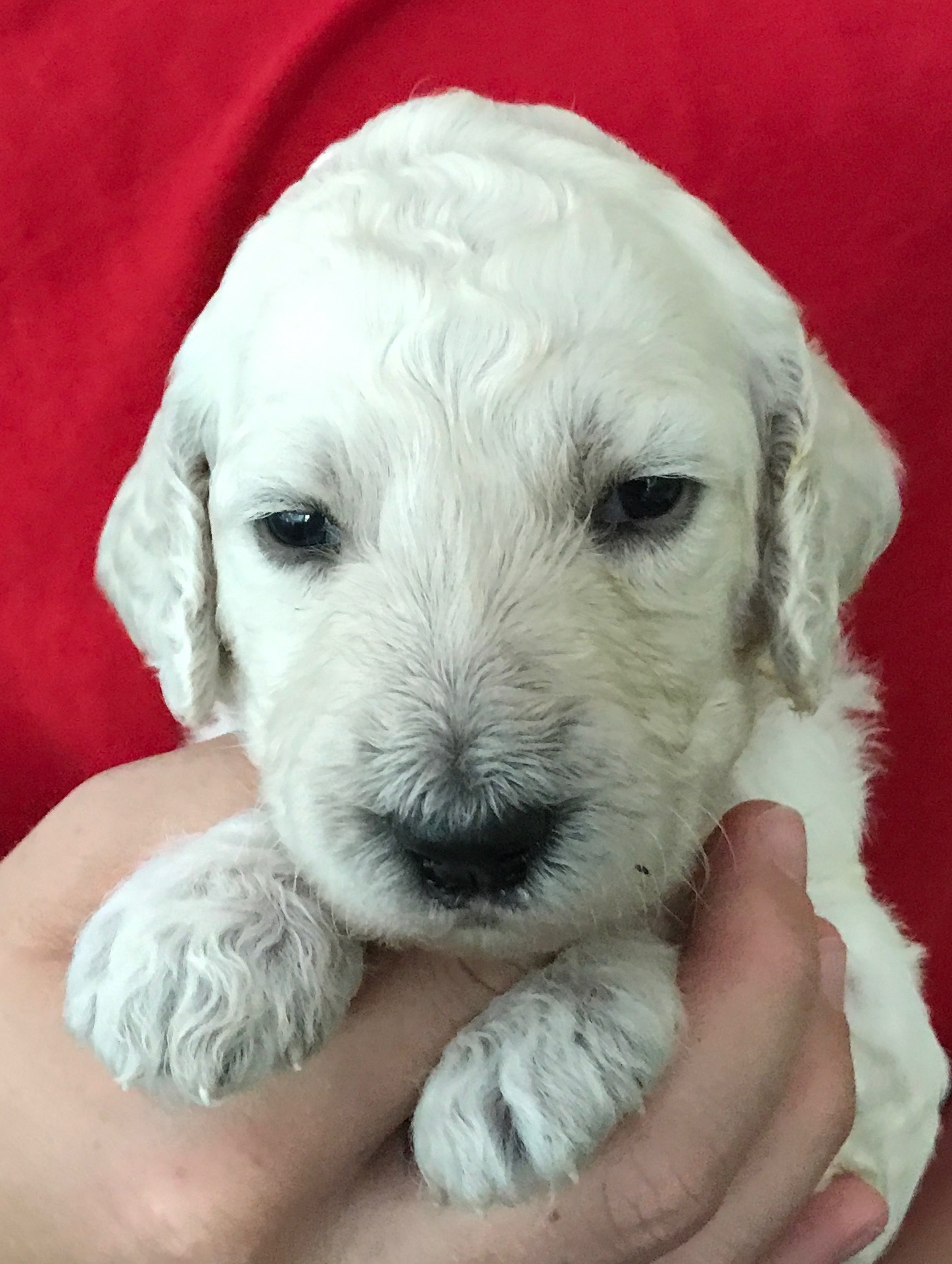 white standard poodle puppy
