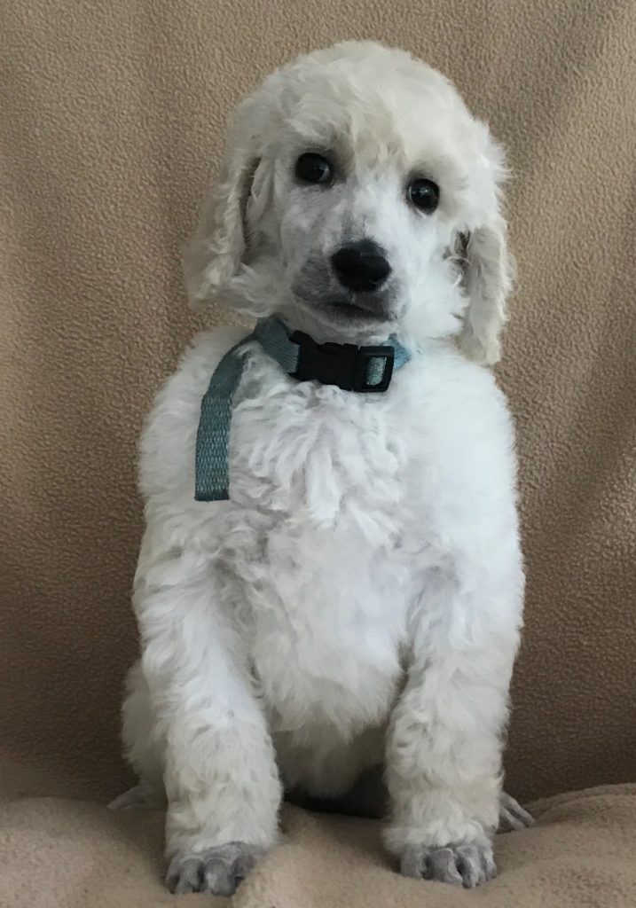 white standard poodle puppy