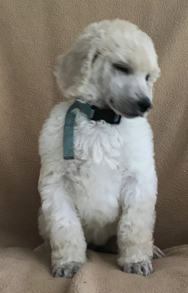 white standard poodle puppy