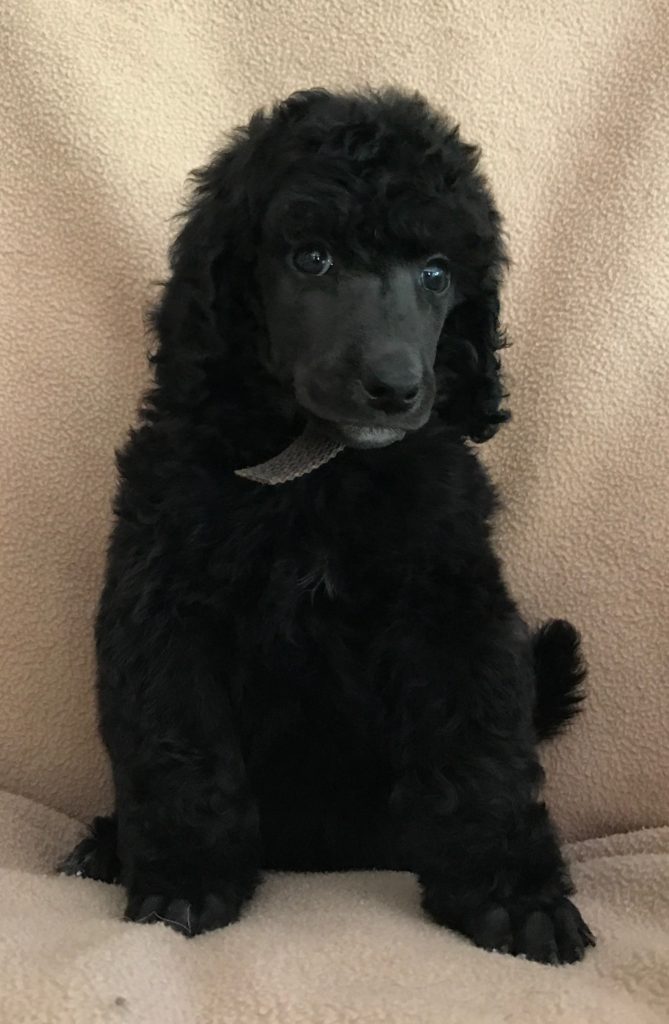 black standard poodle puppy