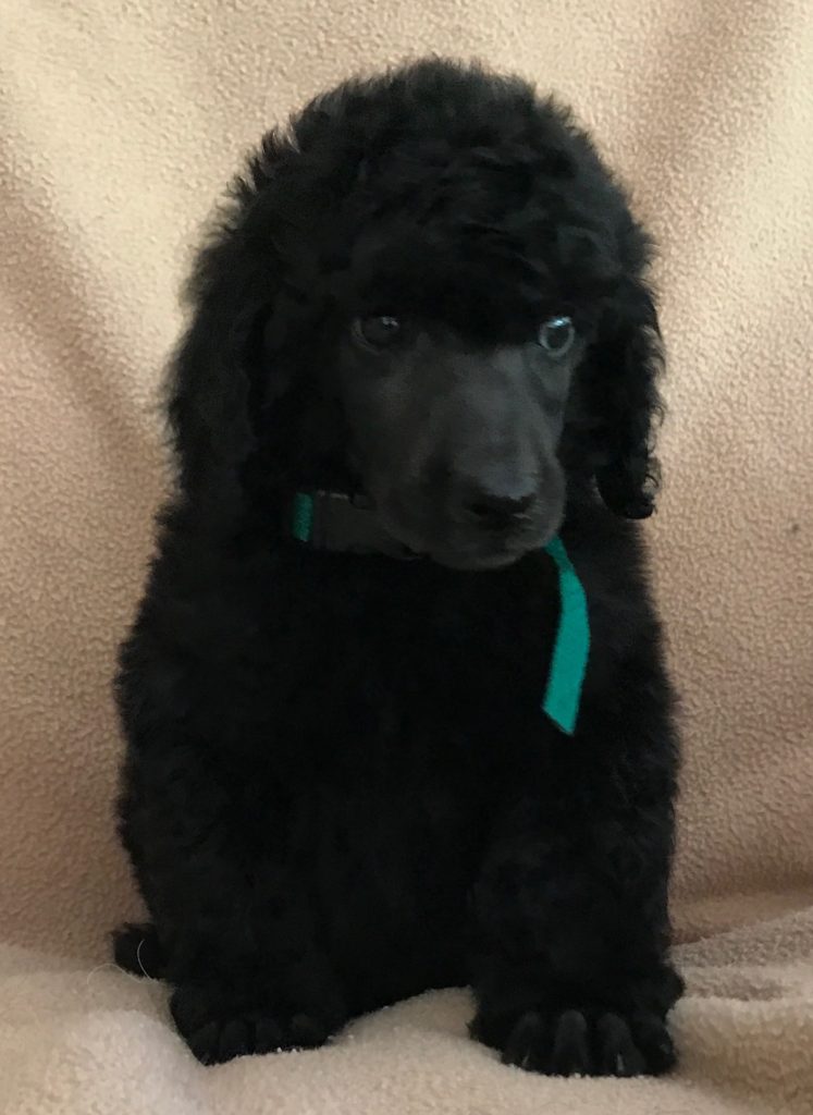 black standard poodle puppy