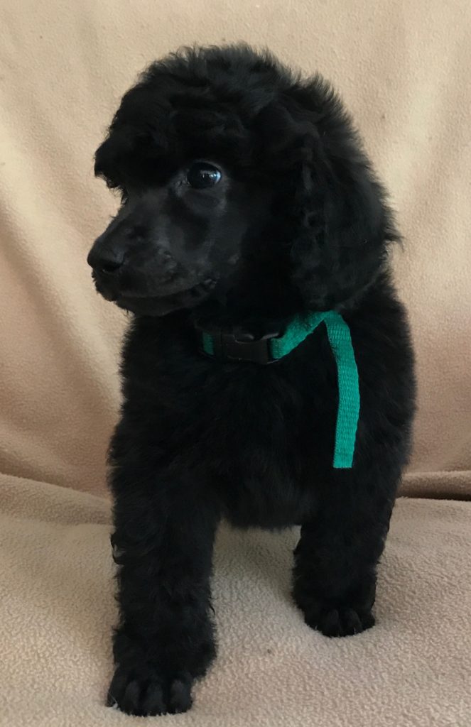 black standard poodle puppy