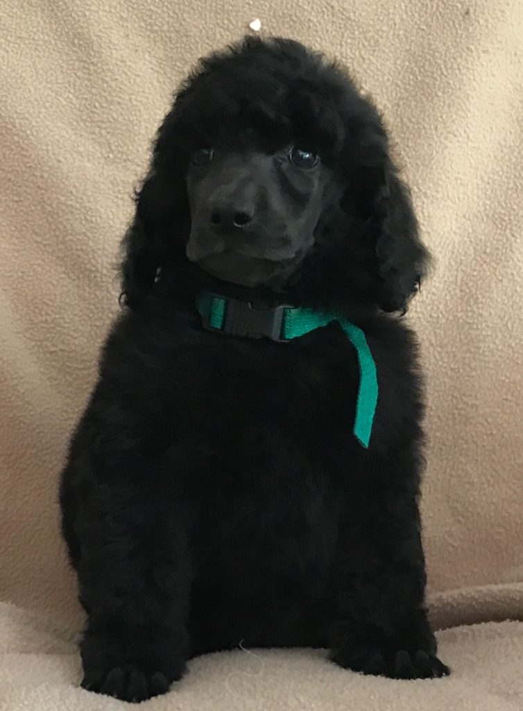 black standard poodle puppy