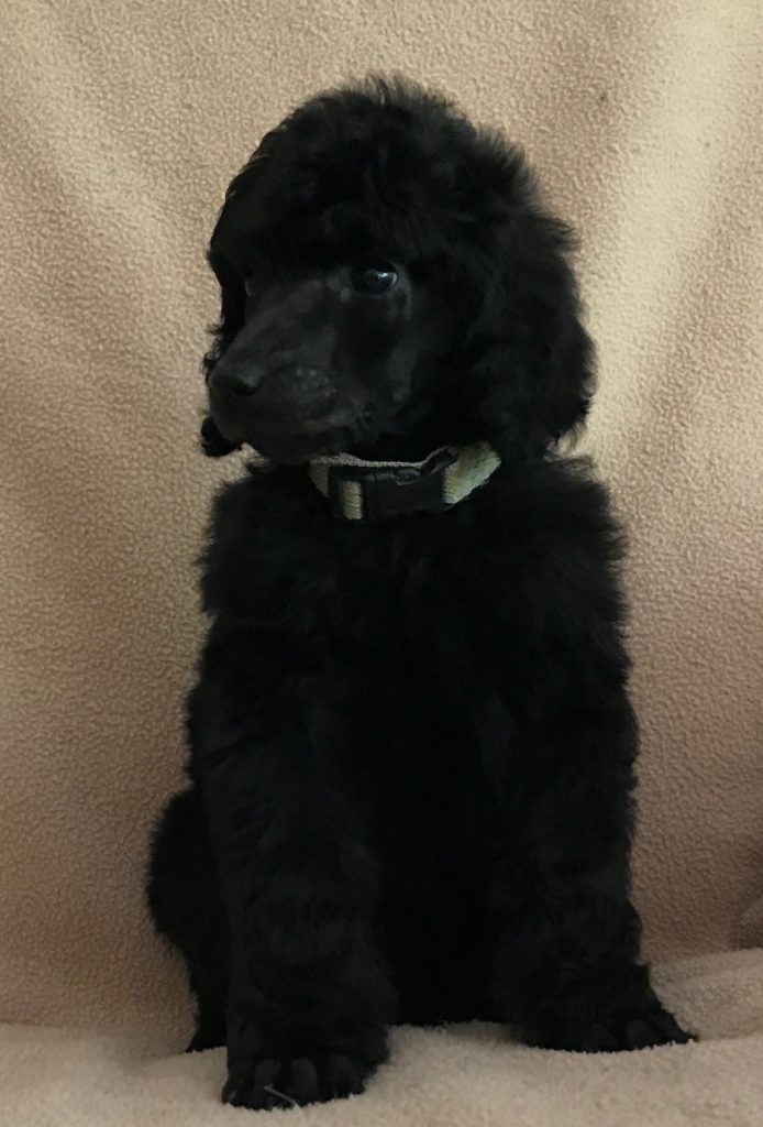 black standard poodle puppy