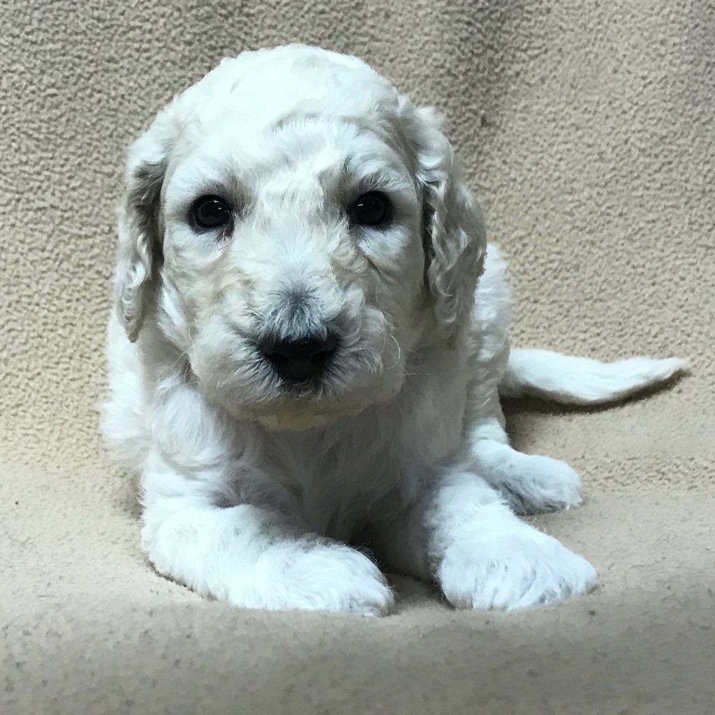 white standard poodle puppy