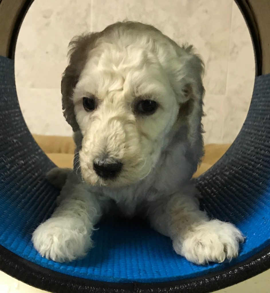 white standard poodle puppy