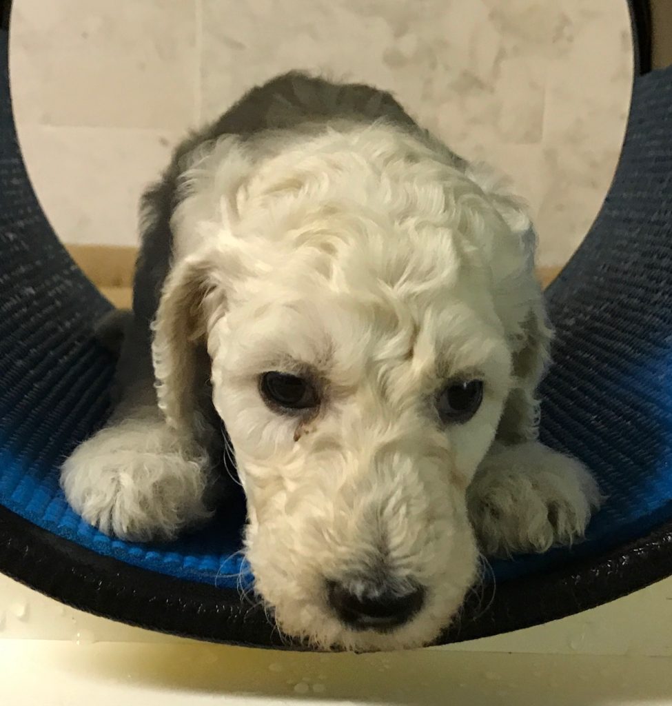 white standard poodle puppy
