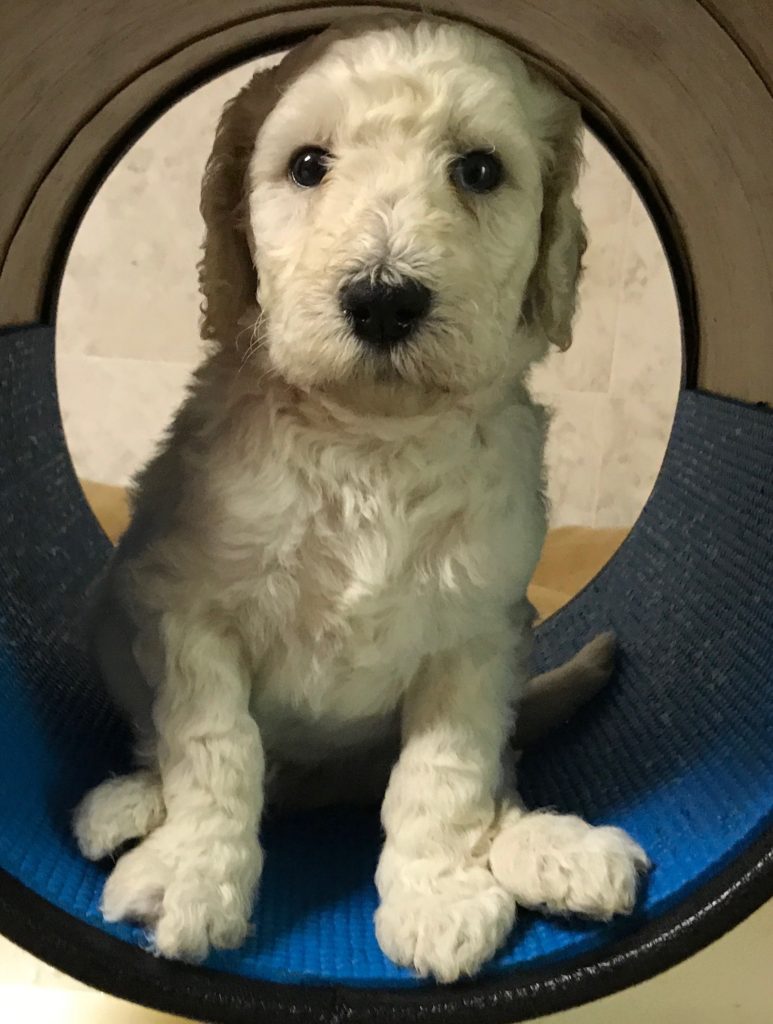 white standard poodle puppy