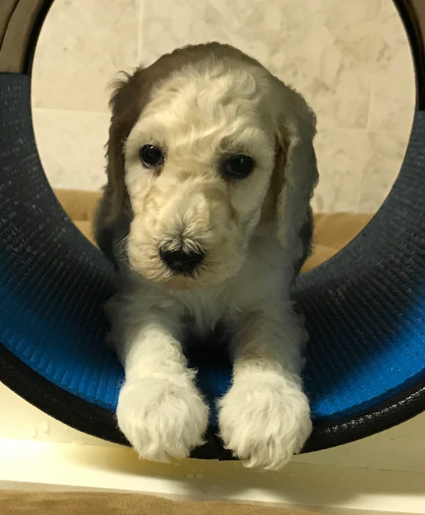 white standard poodle puppy