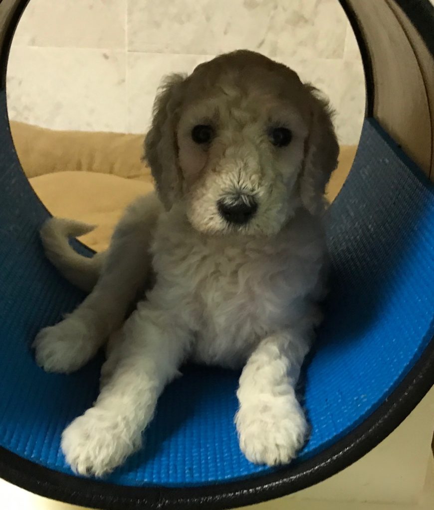 white standard poodle puppy