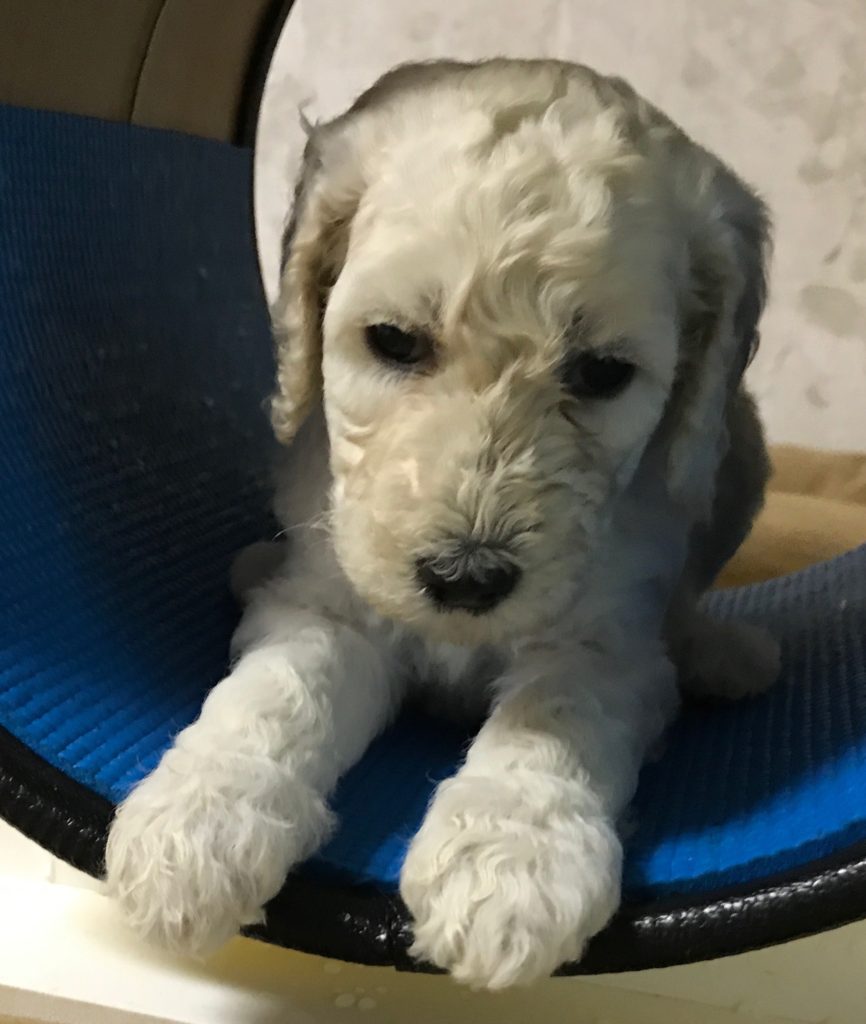 white standard poodle puppy