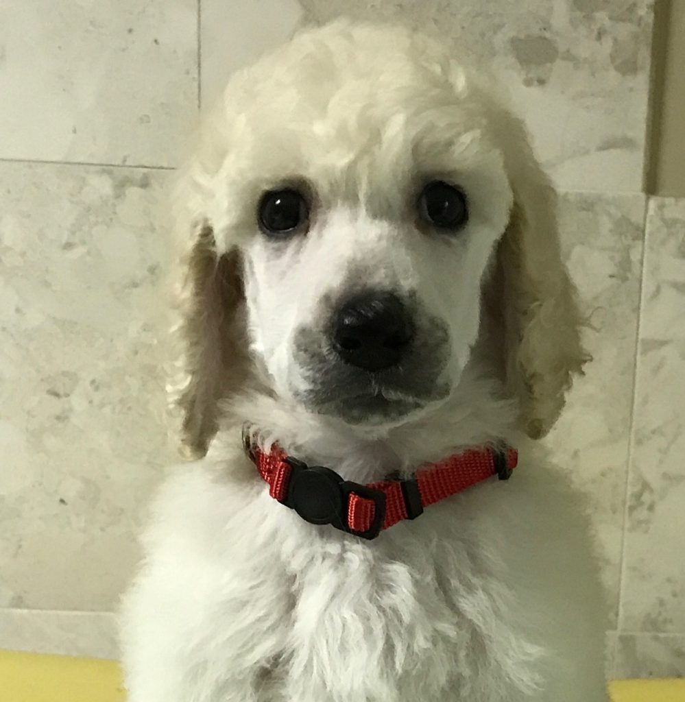 white standard poodle