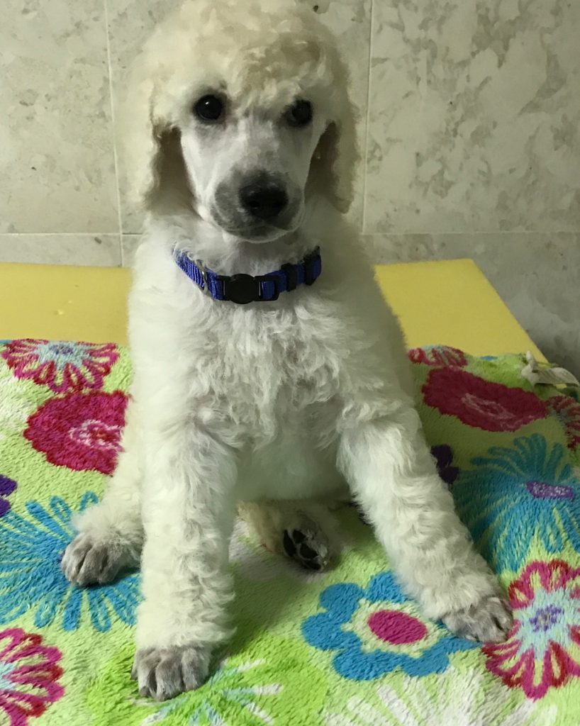 white standard poodle