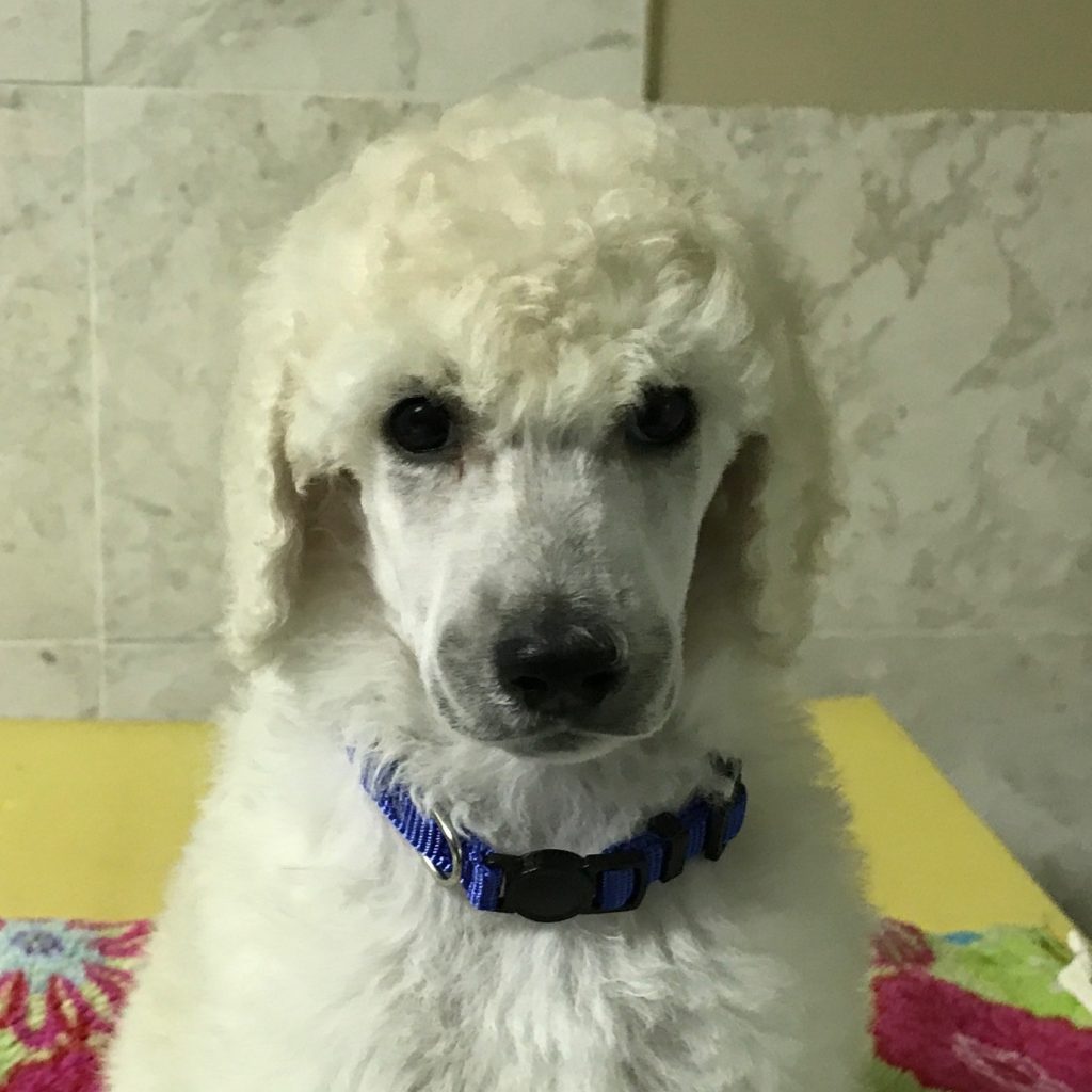 white standard poodle