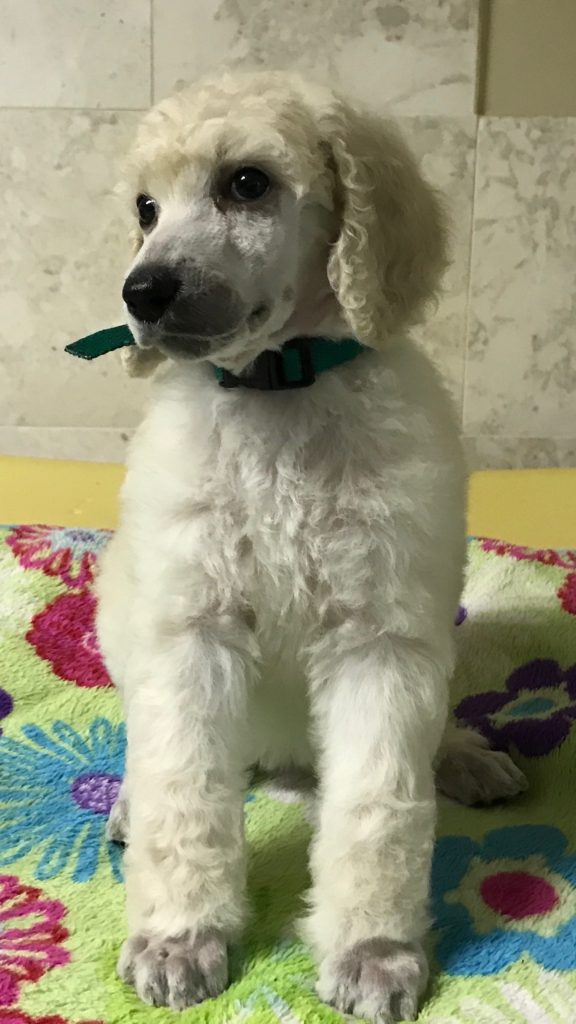 white standard poodle