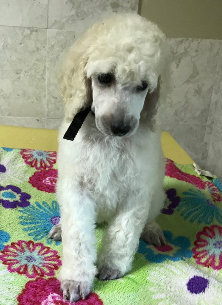 white standard poodle